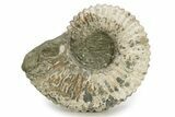 Bumpy Ammonite (Douvilleiceras) Fossil - Madagascar #254932-1